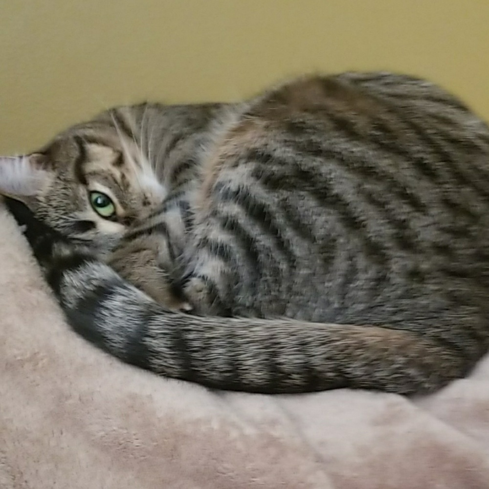 Meet your Posher, Taylor